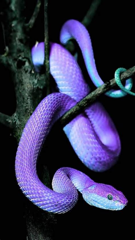 violet snake